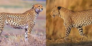 Maybe you would like to learn more about one of these? Cheetah Vs Leopard 7 Key Differences Between These Big Cats