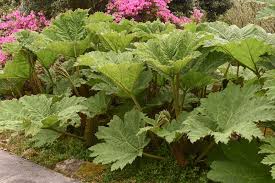 Image result for Gunnera