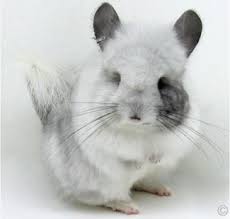 She comes with everything including an exercise ball. The Chinchilla Chinchilla Chronicles