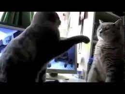 Dann könnten sie beim anblick dieses videos vielleicht den kindskopf in sich. Katzen Backe Backe Kuchen Youtube