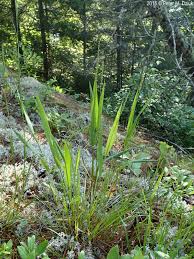 Image result for Dichapetalum deflexum