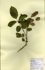 Image result for Lonchocarpus sericeus