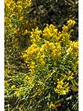 Image result for Basella paniculata