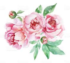 Watercolor Peonies Peony Art Peony Painting Peony Drawing