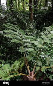 Image result for Cyathea