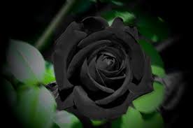 الورود السوداء في قرية هالفيتي التركية جمال نادر مهدد