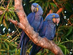 Tropical forests are the home to a huge number of animal species. Endangered Animals In The Rainforest Owlcation