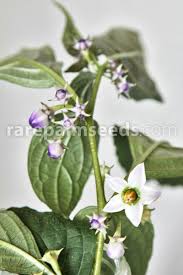 Image result for Endostemon tereticaulis