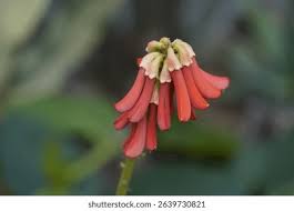 Image result for Erythrina zeyheri