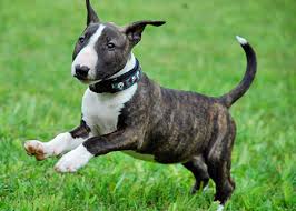 Check spelling or type a new query. How To Find A Good Dog Breeder Burnhamthorpe Animal Hospital