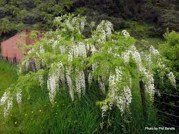 Our wisteria codes 2021 wiki has the latest list of working new active codes. Phil Bendle Collection Wisteria Chinese And Japanese Citscihub