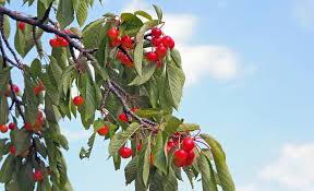 Kirschbaum Schneiden Kirschbaum Schneiden Obstbaumschnitt Kirschbaum