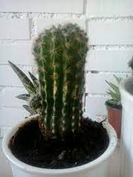 Captus Cactus Plants Cactus Plants