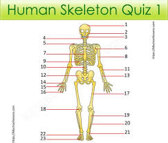 Related online courses on physioplus. Human Skeleton Quiz 1 Skeletal System Human Body Facts