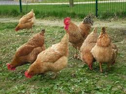 Resultado de imagen para Gallinas de diferentes Razas