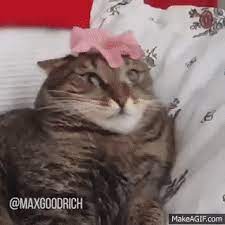Cat Transcendence On Make A Gif