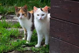 2 male, 1 orange tabby and 1 black. Royalty Free Photo Two Orange And White Tabby Cats Pickpik