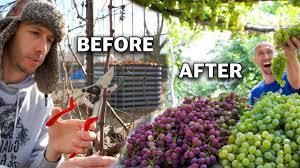 Image result for pruning grapes on a pergola