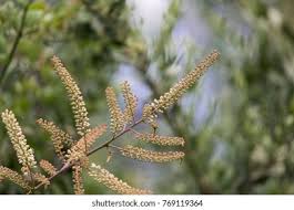 Image result for Pterolobium