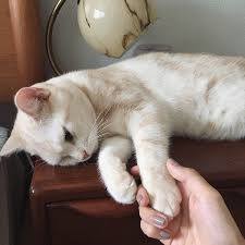 Attillus Tarafindan Kitty Panosundaki Fikir Sevimli Hayvan Yavrulari Kediler Ve Yavrulari Sevimli Kediler