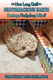 Hedgehog Mites Home Remedy Hedgehog Hedgehog Pet Hedgehogs Pet Care