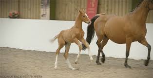 ⠀ not affiliated with bob (fan page) twitter.com/baffert_horses. Soundtrack For Lovers Beautiful Horses Baby Horses Pretty Horses