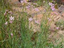 Image result for Chironia