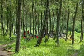 Ternyata ini hutan pinus pengger, bukan hutan pinus mangunan. Pohon Pinus Yang Memiliki Potensi Ekonomi Besar Untuk Industri