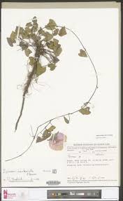 Image result for Ipomoea involucrata