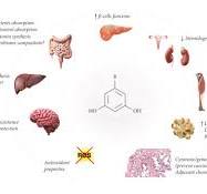 An Overview of Alkylresorcinols Biological Properties and ...
