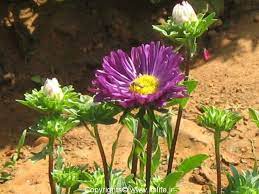 Best Of Aster Flower In Kannada Language And Pics Aster Flower Flowers Plants