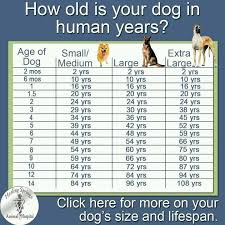 How Old Is Your Dog In Human Years Doggie Stuff Dog Ages