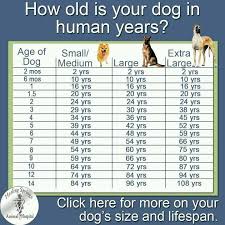 how old is your dog in human years for the love of a dog