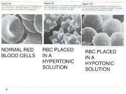 Animation of red blood cells (rbcs) moving inward and forward due to the action of optical forces, forming an effective waveguide of light. Ppt Cell Biology The Cell Membrane Powerpoint Presentation Free Download Id 2151975