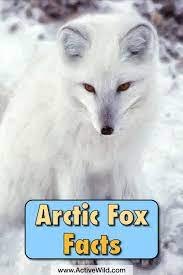 Arctic Fox Facts Information For Kids Habitat Adaptations Fox Facts Arctic Fox Facts Arctic Fox Art