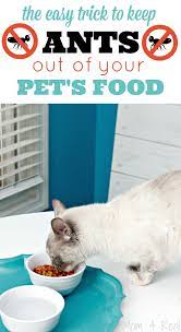 Routinely clean floors around pet bowls. How To Keep Ants Out Of Pet Food With No Chemicals Mom 4 Real