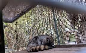 Animales del Zoológico de Culiacán se quedan sin comer por protesta
