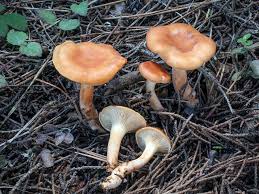 Image result for Lessertia falciformis