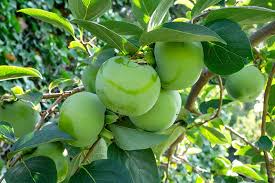 A fundamental concept of ecosystem dynamics is this would lead one to conclude that plantation forests are more susceptible to damage by pests and disease than are natural forests. How To Grow American Persimmons Gardener S Path