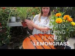 6 Suprising Mosquito Repellent Plants Citronella Lowes Home Depot Mosquito Plants Do Work Easy To Grow L Mosquito Repelling Plants Mosquito Plants Mosquito