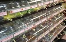 Top Selling Acrylic Bins | Acrylic Bins | Acrylic Candy Display