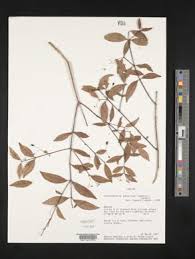 Image result for Crossopetalum mossambicense