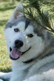 If the dog gets a secondary siberian husky price. 10 Fascinating Facts About Siberian Huskies Husky Dogs Husky Breeds Siberian Husky Facts