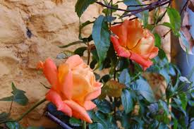 More images for louis de funes rose » 04 Juin Rose Louis De Funes Rosier Louis De Funes Le Jardin De Nanny