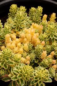 Over 3,278 sedum pictures to choose from, with no signup needed. Sedum Takesimense Atlantis Buy Online At Annie S Annuals