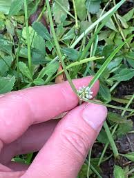 Image result for Cyperus dubius