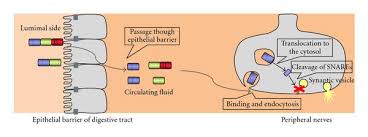 May 26, 2021 · clostridium botulinum: Interaction Of Botulinum Toxin With The Epithelial Barrier