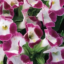 Image result for Torenia thouarsii