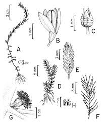 Image result for Laurembergia tetrandra