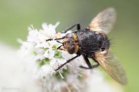 We did not find results for: Grosse Borsten Raupenfliege Bilder Fotos Naturfotografie